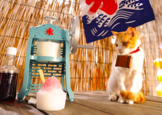 Illustration for article titled Cats Are the Cutest Guides to Japan